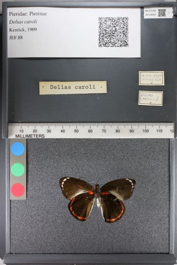 Media type: image;   Entomology 128307